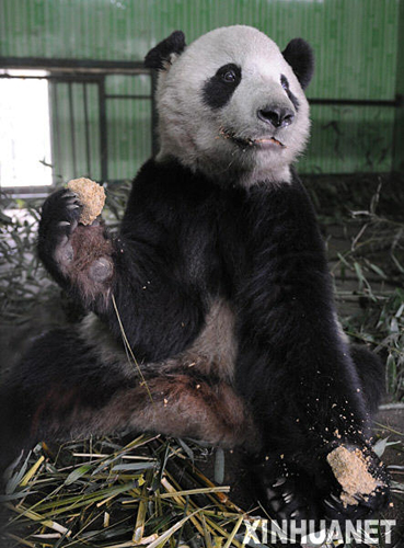 熊貓?zhí)┥降母綦x檢疫生活