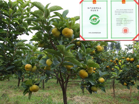 云南石林甜柿大量上市銷(xiāo)售看好