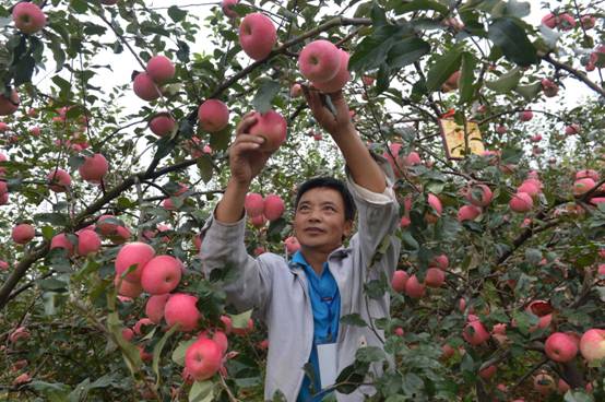 貴州長順:南方也能種出優(yōu)質(zhì)蘋果