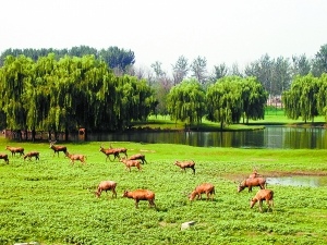 北京最大濕地公園開(kāi)門(mén)迎客 此前曾是垃圾場(chǎng)