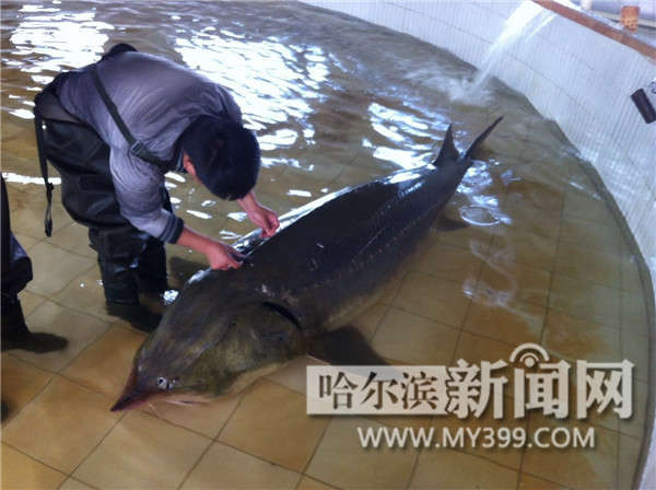 撫遠(yuǎn)又捕獲野生大鰉魚(yú)年過(guò)半百體重700