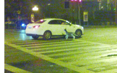 南京街頭現(xiàn)“開車遛狗” 警方稱發(fā)現(xiàn)將罰款(圖)