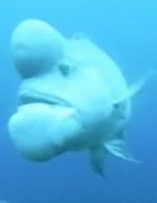世界最丑魚現(xiàn)身日本海域？頭上長大包綽號“史萊克”
