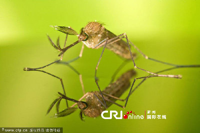 英國(guó)一工作室拍攝蚊子孵化場(chǎng)景(高清組圖)
