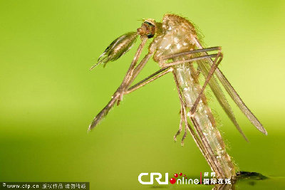 英國(guó)一工作室拍攝蚊子孵化場(chǎng)景(高清組圖)
