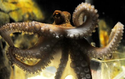 神奇章魚(yú)預(yù)測(cè)世界杯德國(guó)將戰(zhàn)勝阿根廷