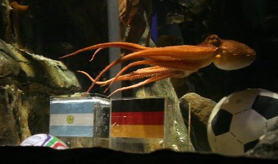 神奇章魚預(yù)測(cè)世界杯德國(guó)將戰(zhàn)勝阿根廷
