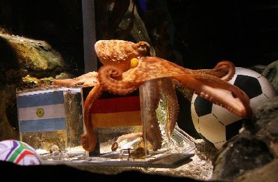 神奇章魚(yú)預(yù)測(cè)世界杯德國(guó)將戰(zhàn)勝阿根廷