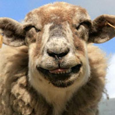 圖：誰(shuí)說(shuō)動(dòng)物不會(huì)笑？歡喜表情堪比人