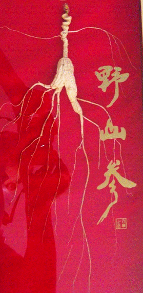 金馬甲發(fā)售野山參，認(rèn)購價千元是否離譜？