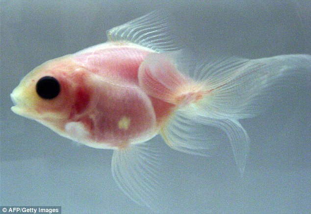 日本科學(xué)家成功培育出透明金魚(yú) 心臟大腦清晰可見(jiàn)