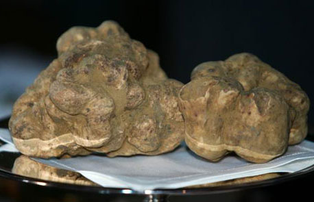 罕見白松露菌價(jià)值95萬港幣