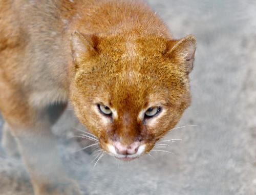德動物園展出對眼山貓 或效仿“同病”負(fù)鼠躥紅