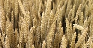 英科學(xué)家培育出超級(jí)小麥 無(wú)基因改造可增產(chǎn)30%