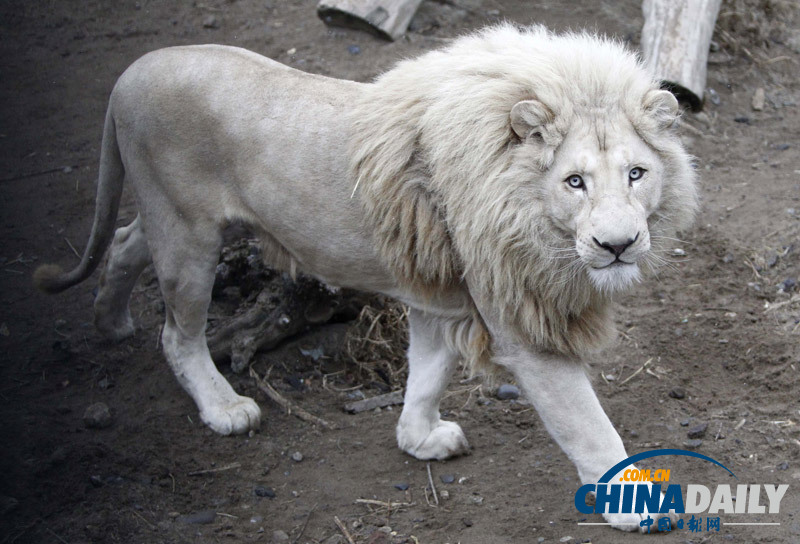 珍稀白獅寶寶亮相第比利斯動(dòng)物園 憨態(tài)可掬惹人愛(ài)