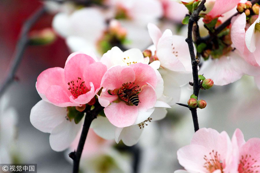 踏青季：春天盛開的9種鮮花 哪一種最美？（組圖）