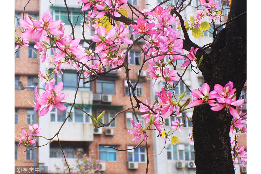 踏青季：春天盛開的9種鮮花 哪一種最美？（組圖）