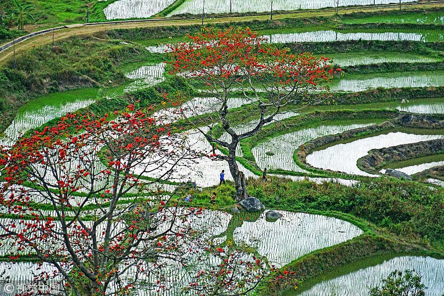 踏青季：春天盛開的9種鮮花 哪一種最美？（組圖）