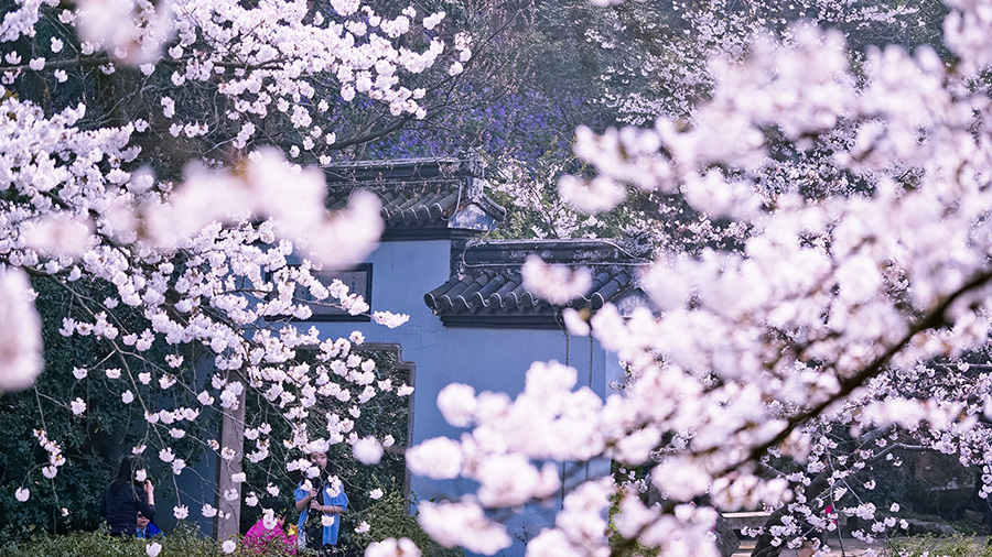 無(wú)錫黿頭渚櫻花盛開(kāi) 景色醉人（組圖）