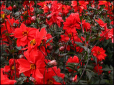 Red! 紅色！