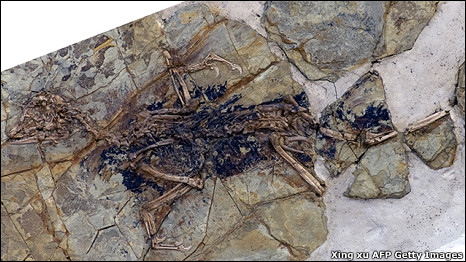Bird or dinosaur 是鳥？還是恐龍？