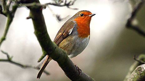 Electronics 'affect bird navigation' 電子設(shè)備影響鳥(niǎo)兒的方向感