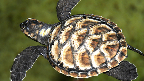 Talking turtles 會(huì)“交談”的河龜