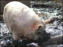 City Farm 城市農(nóng)場(chǎng)
