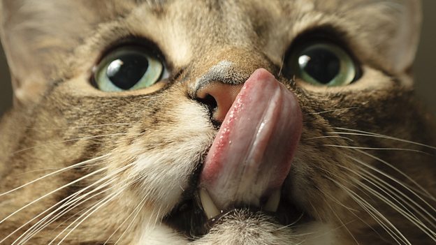 Cat got your tongue? 不吭聲，無(wú)言以對(duì)