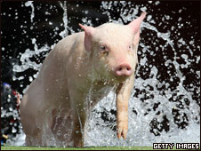 Pig Academy 養(yǎng)豬專業(yè)進(jìn)入高等學(xué)院