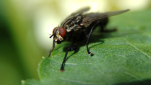 Help! There's a fly in my ear! 雞毛蒜皮小事 濫用999求救電話(huà)