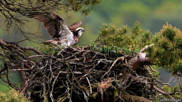 To fly the nest 離開父母獨(dú)立生活