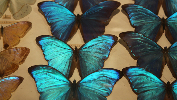 Butterflies in my stomach 肚子里有蝴蝶？
