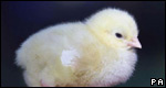 Animals / Idioms 動(dòng)物/成語(yǔ)