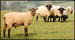 Animals: Collective Nouns 動物世界：集合名詞