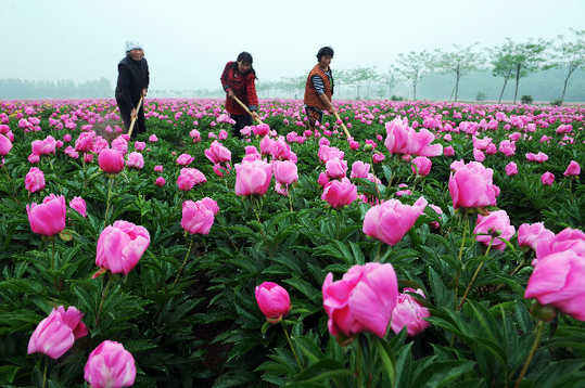 五月，來亳州看芍花
