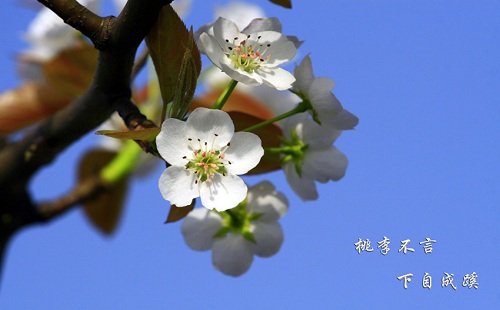 “桃李不言，下自成蹊”