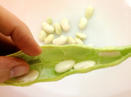 美語(yǔ)：not know beans about 一無(wú)所知