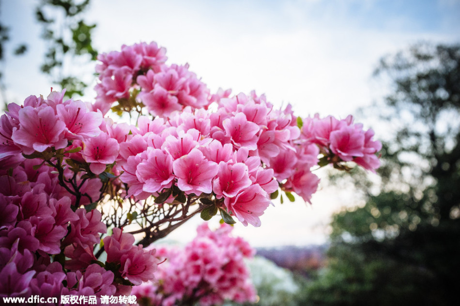 現(xiàn)實(shí)版《阿凡達(dá)》靈魂樹花開