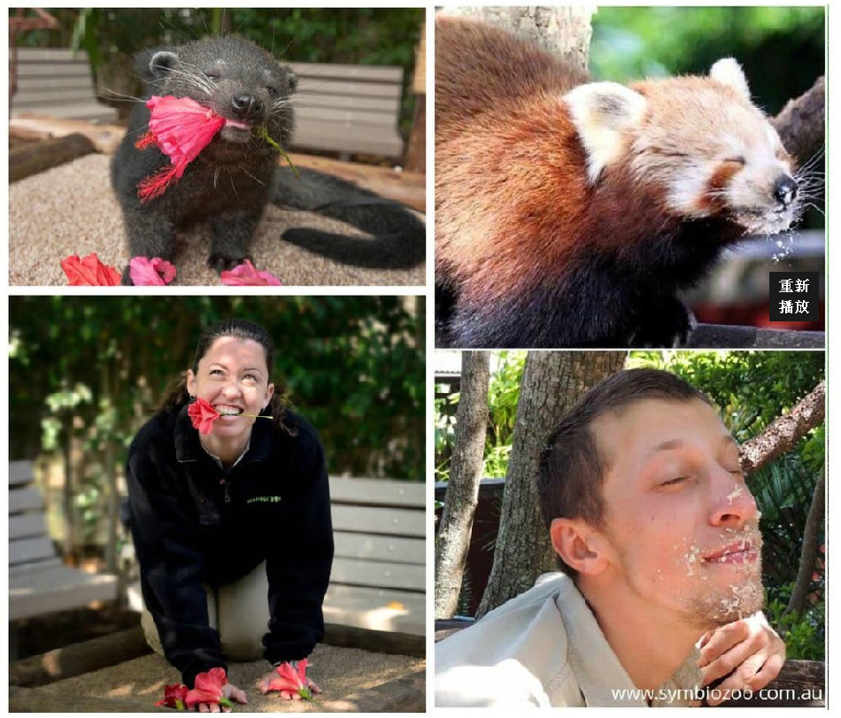 腦洞大開！澳大利亞飼養(yǎng)員模仿動物大賽
