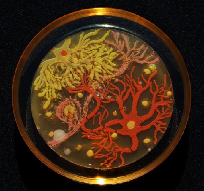 科學(xué)家的另類藝術(shù)：細菌作畫