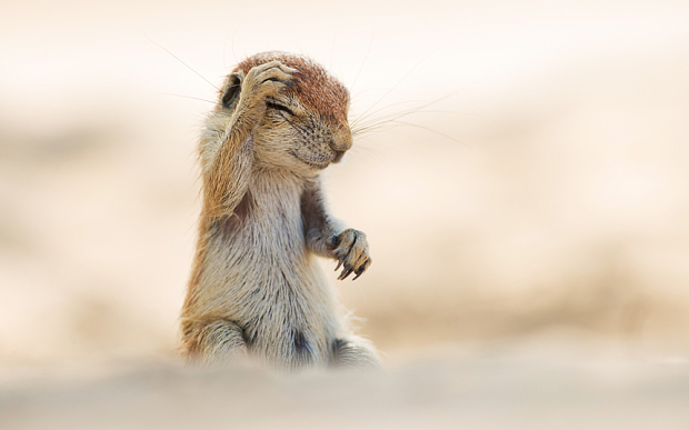 萌翻天！2015最逗比動物圖集