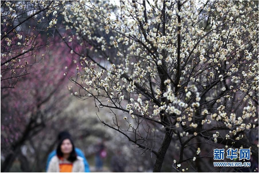 又到一年踏青時(shí) 花間春色惹人醉（組圖）