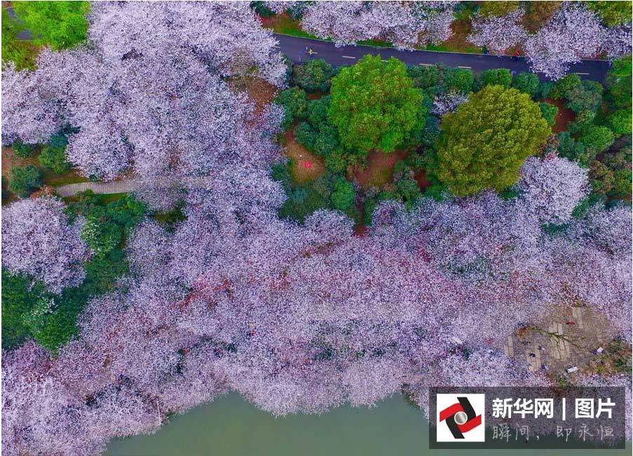 航拍：長(zhǎng)沙櫻花絢爛綻放 如詩如畫