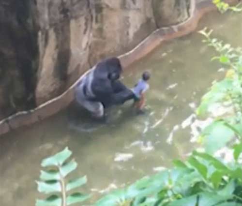 四歲男童爬入猩猩池，動物園射殺大猩猩引爭議