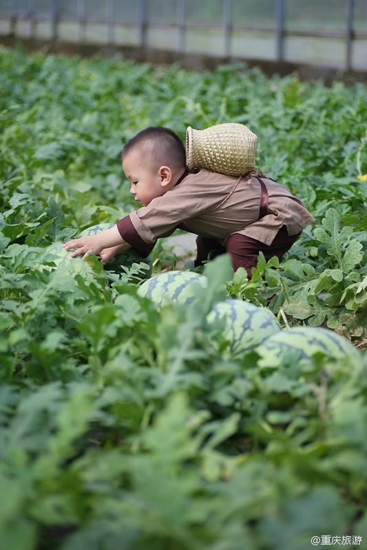 2歲萌娃吆喝自家西瓜 這個“瓜娃子”要火?。ńM圖）