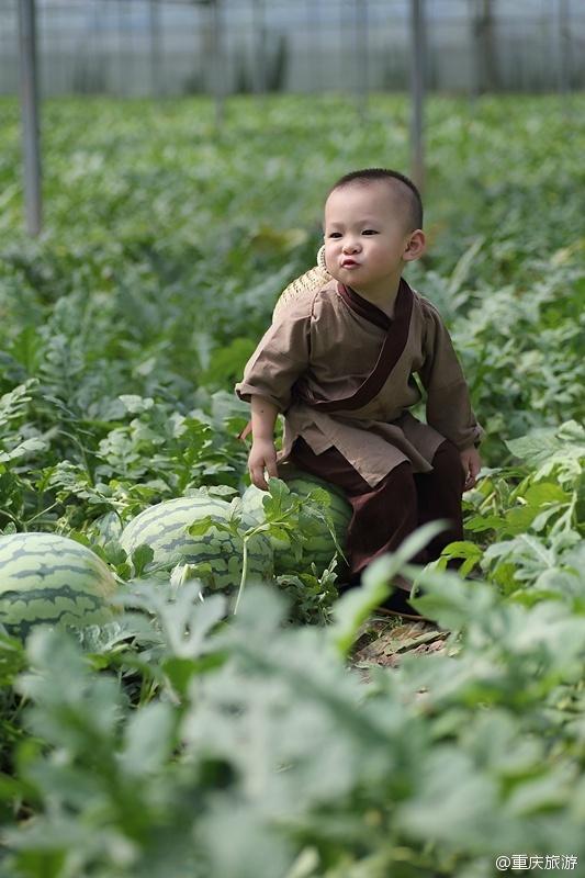 2歲萌娃吆喝自家西瓜 這個“瓜娃子”要火?。ńM圖）