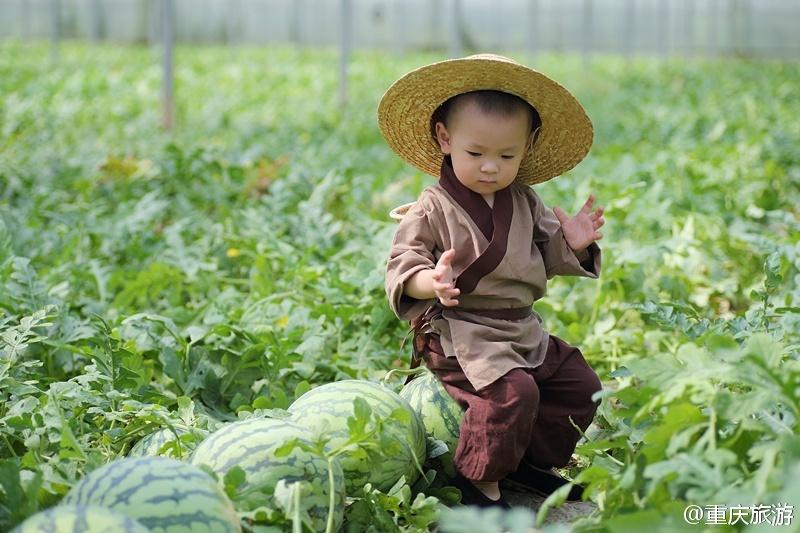 2歲萌娃吆喝自家西瓜 這個“瓜娃子”要火?。ńM圖）