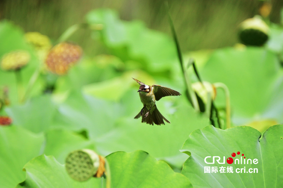 這組圖，能讓你在炎熱的夏季里瞬間清涼起來(lái)