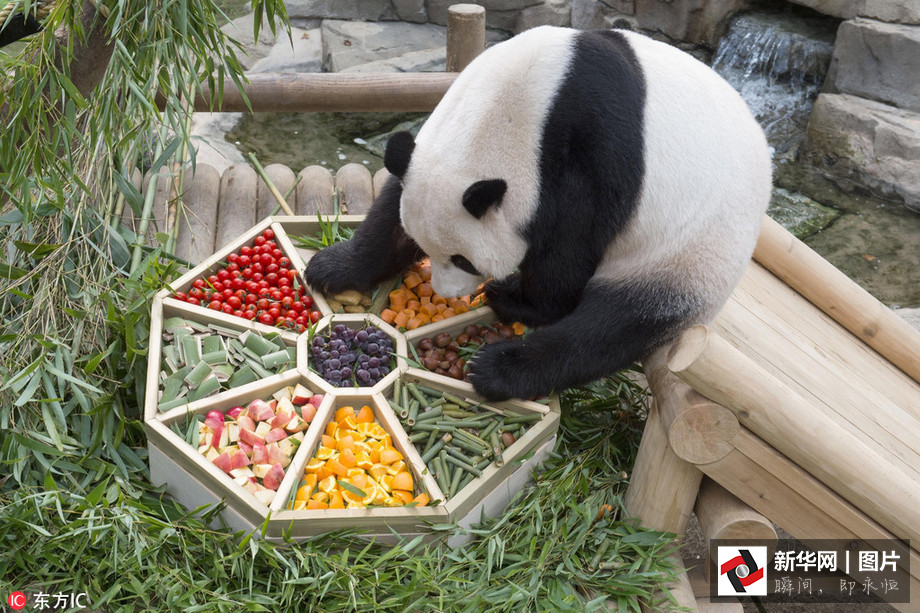 吃得開心！韓國(guó)動(dòng)物園大熊貓?zhí)崆跋硎芄?jié)日大餐（組圖）